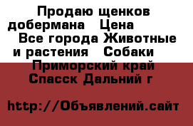 Продаю щенков добермана › Цена ­ 45 000 - Все города Животные и растения » Собаки   . Приморский край,Спасск-Дальний г.